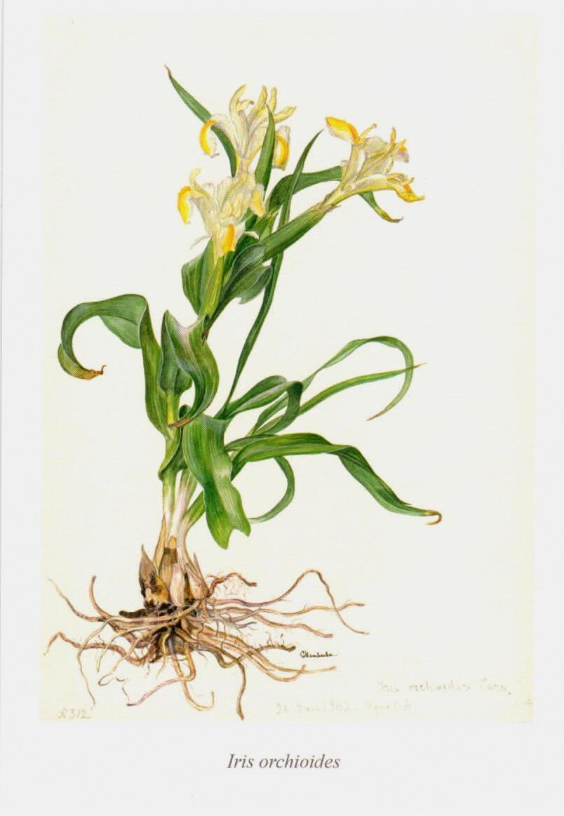 Ирис орхидный